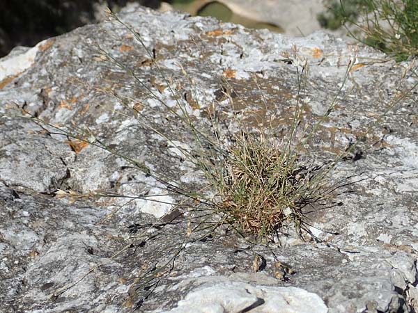 Bufonia perennis \ Mehrj&auml;hrige Buffonie / Perennial Bufonia, F Pyren&auml;en/Pyrenees, Gorges de Galamus 23.7.2018