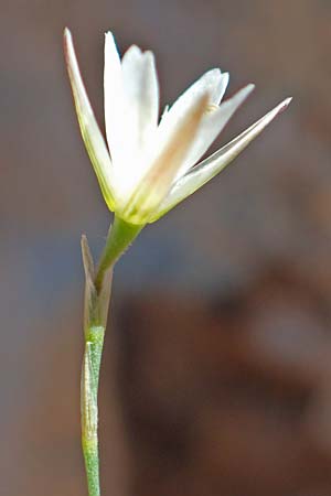 Bufonia perennis \ Mehrj&auml;hrige Buffonie / Perennial Bufonia, F Pyren&auml;en/Pyrenees, Gorges de Galamus 23.7.2018