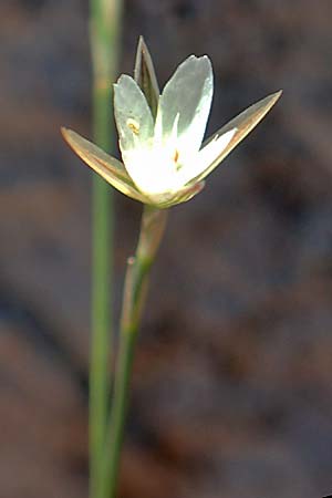 Bufonia perennis \ Mehrj&auml;hrige Buffonie / Perennial Bufonia, F Pyren&auml;en/Pyrenees, Gorges de Galamus 23.7.2018