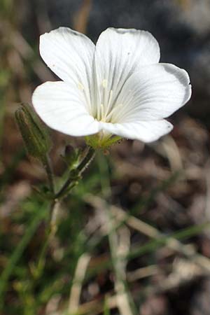 Minuartia laricifolia \ Lrchenblttrige Miere / Larch Leaf Sandwort, F Pyrenäen/Pyrenees, Canigou 24.7.2018