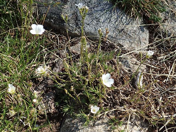 Minuartia laricifolia \ Lrchenblttrige Miere / Larch Leaf Sandwort, F Pyrenäen/Pyrenees, Canigou 24.7.2018