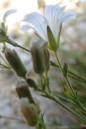 Minuartia laricifolia \ Lrchenblttrige Miere / Larch Leaf Sandwort, F Pyrenäen/Pyrenees, Canigou 24.7.2018