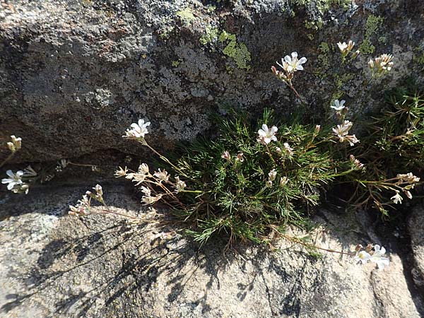 Minuartia laricifolia \ Lrchenblttrige Miere / Larch Leaf Sandwort, F Pyrenäen/Pyrenees, Canigou 24.7.2018