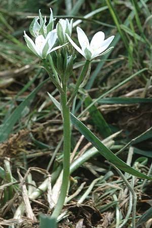 Ornithogalum kochii \ Kochs Milchstern / Koch's Star of Bethlehem, F Corbières, Bugarach 14.5.1996