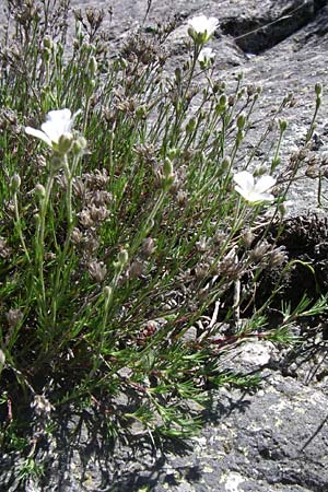 Minuartia laricifolia \ Lrchenblttrige Miere / Larch Leaf Sandwort, F Pyrenäen/Pyrenees, Latour de Carol 26.6.2008