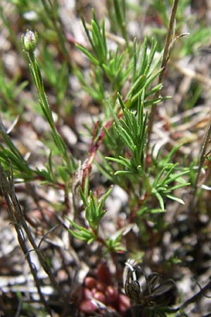 Minuartia laricifolia \ Lrchenblttrige Miere / Larch Leaf Sandwort, F Pyrenäen/Pyrenees, Latour de Carol 26.6.2008