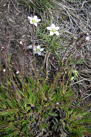 Minuartia recurva \ Krummbl&auml;ttrige Miere / Recurved Sandwort, F Pyren&auml;en/Pyrenees, Port d'Envalira 26.6.2008