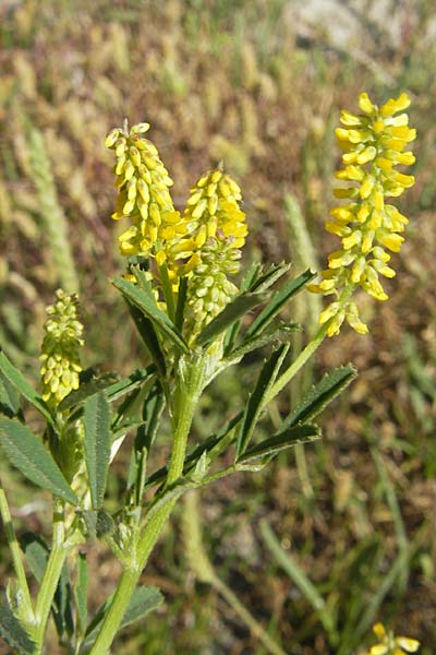 Melilotus indicus \ Indischer Honigklee, Kleinbltiger Steinklee / Small Melilot, F Stes. Maries 26.5.2009