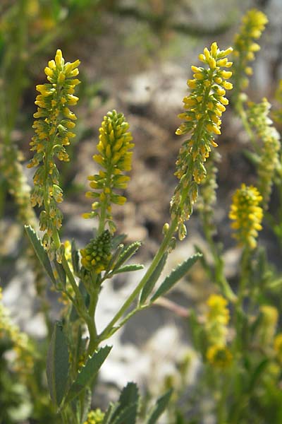 Melilotus indicus \ Indischer Honigklee, Kleinbltiger Steinklee / Small Melilot, F Stes. Maries 26.5.2009