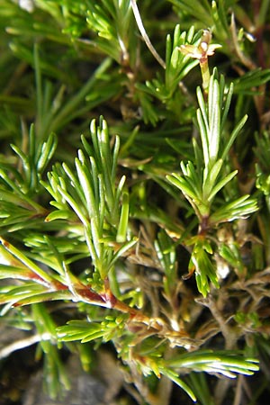 Minuartia recurva \ Krummbl&auml;ttrige Miere / Recurved Sandwort, F Pyren&auml;en/Pyrenees, Gourette 25.8.2011