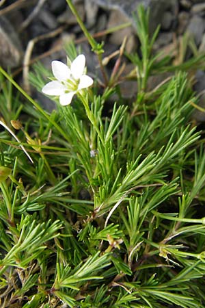 Minuartia recurva \ Krummbl&auml;ttrige Miere / Recurved Sandwort, F Pyren&auml;en/Pyrenees, Gourette 25.8.2011
