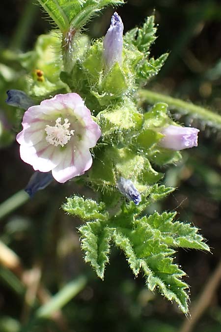 Malva nicaeensis \ Nizza-Malve / Nice Mallow, F Camargue,  Mas-Thibert 2.5.2023