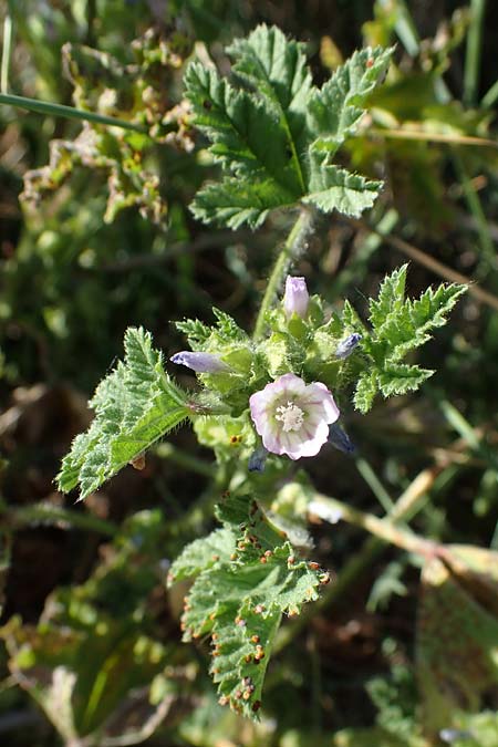 Malva nicaeensis \ Nizza-Malve / Nice Mallow, F Camargue,  Mas-Thibert 2.5.2023