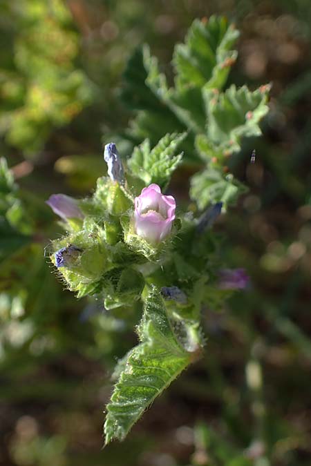 Malva nicaeensis \ Nizza-Malve / Nice Mallow, F Camargue,  Mas-Thibert 2.5.2023