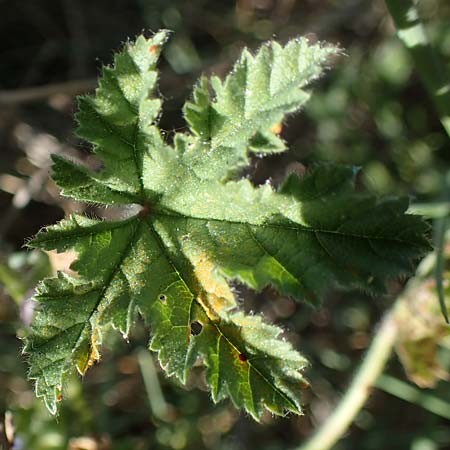 Malva nicaeensis \ Nizza-Malve / Nice Mallow, F Camargue,  Mas-Thibert 2.5.2023