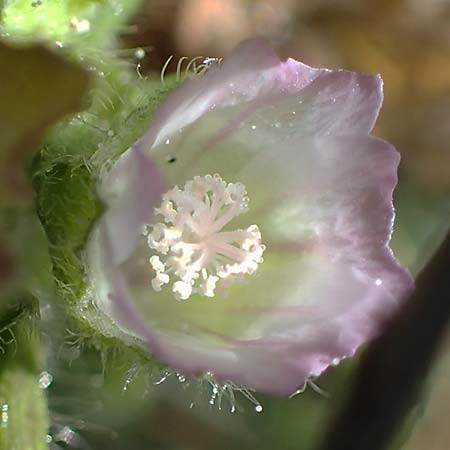 Malva nicaeensis \ Nizza-Malve / Nice Mallow, F Camargue,  Mas-Thibert 2.5.2023