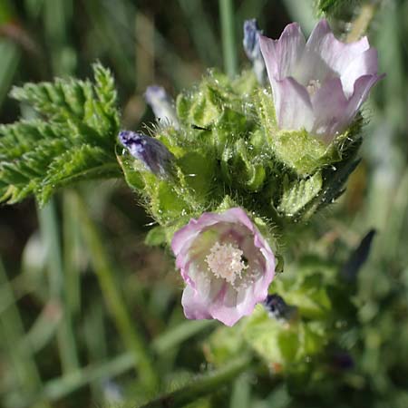 Malva nicaeensis \ Nizza-Malve / Nice Mallow, F Camargue,  Mas-Thibert 2.5.2023