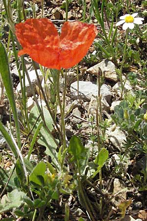 Papaver dubium subsp. confine \ Verkannter Saat-Mohn / Long-Headed Poppy, F Castellane 12.5.2007