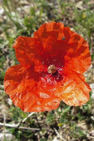 Papaver dubium subsp. confine \ Verkannter Saat-Mohn / Long-Headed Poppy, F Castellane 12.5.2007