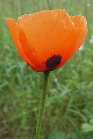 Papaver dubium subsp. confine \ Verkannter Saat-Mohn / Long-Headed Poppy, F Causse du Larzac 16.5.2007
