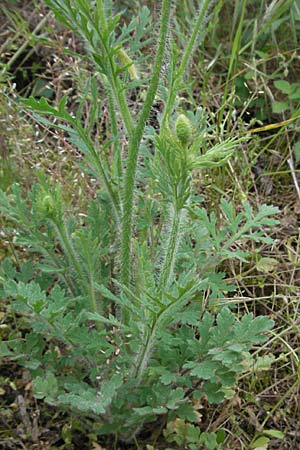 Papaver dubium subsp. confine \ Verkannter Saat-Mohn / Long-Headed Poppy, F Causse du Larzac 16.5.2007