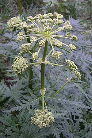 Molopospermum peloponnesiacum \ Striemensame / Striped Hemlock, F Pyrenäen/Pyrenees, Eyne 25.6.2008