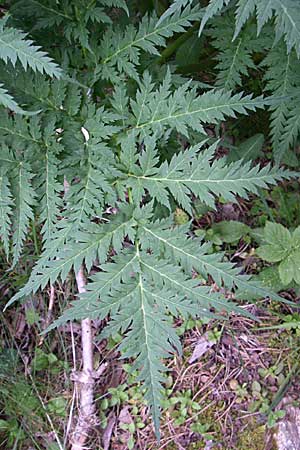 Molopospermum peloponnesiacum \ Striemensame / Striped Hemlock, F Pyrenäen/Pyrenees, Eyne 25.6.2008