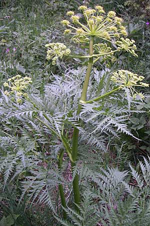 Molopospermum peloponnesiacum \ Striemensame / Striped Hemlock, F Pyrenäen/Pyrenees, Eyne 25.6.2008