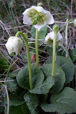 Moneses uniflora \ Einbltiges Wintergrn, Moosauge / One-flowered Wintergreen, F Pyrenäen/Pyrenees, Err 26.6.2008