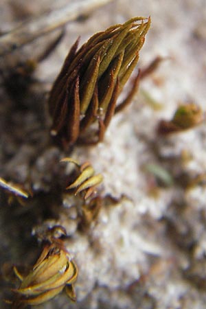 Polytrichum juniperinum \ Wacholder-Widertonmoos / Juniper Polytrichum Moss, F Bitche 10.7.2010