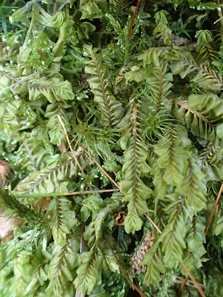 Plagiochila asplenioides ? \ Gro&szlig;es Schiefmund-Lebermoos / Greater Featherwort, Cedar-Shake Liverwort, F Turquestein-Blancrupt 30.5.2018