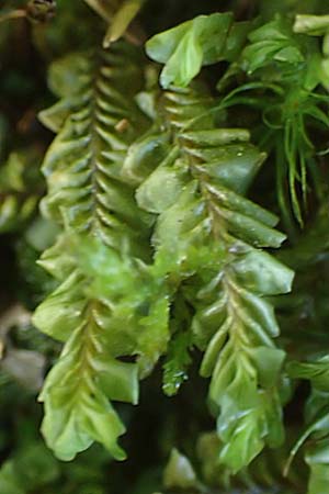 Plagiochila asplenioides ? \ Gro&szlig;es Schiefmund-Lebermoos / Greater Featherwort, Cedar-Shake Liverwort, F Turquestein-Blancrupt 30.5.2018