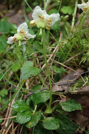 Moneses uniflora \ Einbltiges Wintergrn, Moosauge / One-flowered Wintergreen, F Pyrenäen/Pyrenees, Canigou 24.7.2018