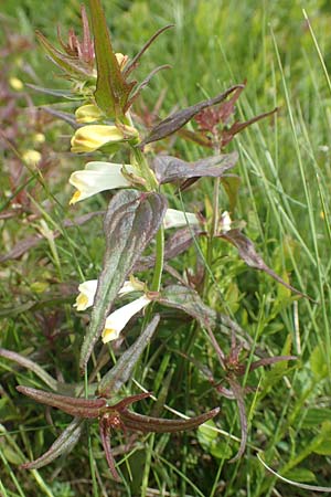 Melampyrum pratense \ Gewhnlicher Wachtelweizen, Wiesen-Wachtelweizen / Common Cow-Wheat, F Vogesen/Vosges, Grand Ballon 18.6.2019
