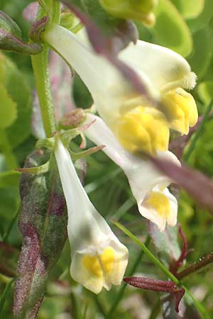 Melampyrum pratense \ Gewhnlicher Wachtelweizen, Wiesen-Wachtelweizen / Common Cow-Wheat, F Vogesen/Vosges, Grand Ballon 18.6.2019