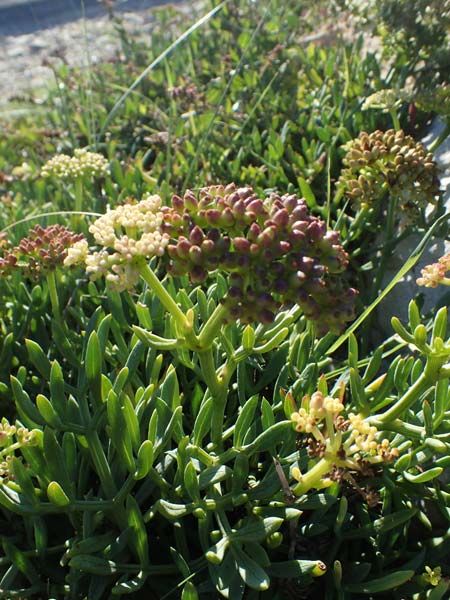 Crithmum maritimum \ Meer-Fenchel / Rock Samphire, F Martigues 8.10.2021