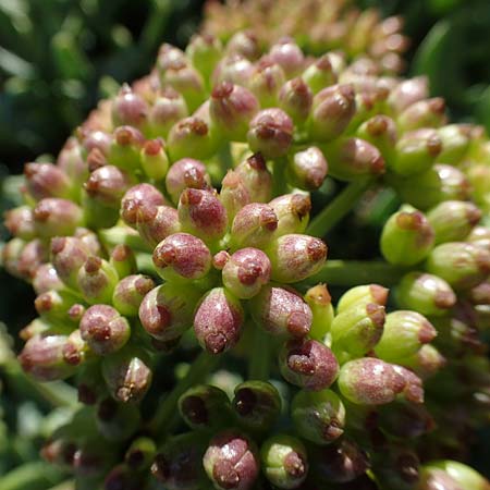 Crithmum maritimum \ Meer-Fenchel / Rock Samphire, F Martigues 8.10.2021