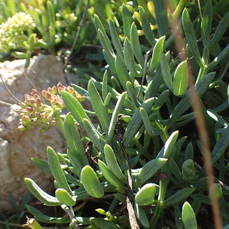 Crithmum maritimum \ Meer-Fenchel / Rock Samphire, F Martigues 8.10.2021