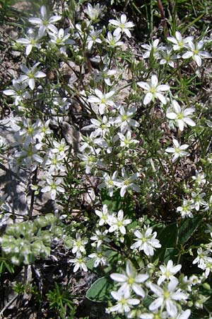 Minuartia rostrata \ Geschn&auml;belte Miere / Beaked Sandwort, F Queyras, Vieille Ville 22.6.2008