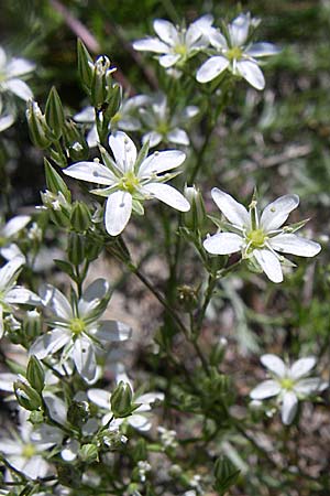 Minuartia rostrata \ Geschn&auml;belte Miere / Beaked Sandwort, F Queyras, Vieille Ville 22.6.2008