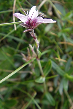 Arenaria purpurascens \ Rosafarbenes Sandkraut, Purpur-Sandkraut / Pink Sandwort, Purplish Sandwort, F Pyren&auml;en/Pyrenees, Gourette 25.8.2011