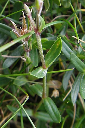 Arenaria purpurascens \ Rosafarbenes Sandkraut, Purpur-Sandkraut / Pink Sandwort, Purplish Sandwort, F Pyren&auml;en/Pyrenees, Gourette 25.8.2011