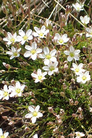 Minuartia recurva \ Krummbl&auml;ttrige Miere / Recurved Sandwort, F Pyren&auml;en/Pyrenees, Mont Llaret 31.7.2018