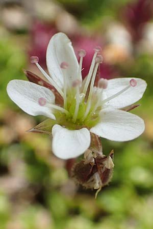 Minuartia recurva \ Krummbl&auml;ttrige Miere / Recurved Sandwort, F Pyren&auml;en/Pyrenees, Mont Llaret 31.7.2018