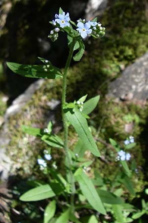 Myosotis sylvatica \ Wald-Vergissmeinnicht / Wood Forget-me-not, F Queyras, Vieille Ville 22.6.2008