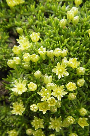 Minuartia sedoides \ Zwerg-Miere, Polster-Miere / Cyphel, F Col de la Bonette 8.7.2016