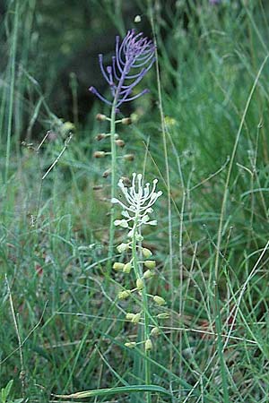 Muscari comosum \ Schopfige Traubenhyazinthe / Tassel Hyacinth, F Maures, Collobrières 28.4.2002