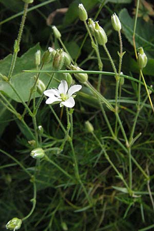 Arenaria grandiflora \ Gro&szlig;bl&uuml;tiges Sandkraut / Large-Flowered Sandwort, F Pyren&auml;en/Pyrenees, Eyne 9.8.2006