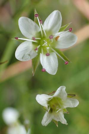 Minuartia recurva \ Krummbl&auml;ttrige Miere / Recurved Sandwort, F Pyren&auml;en/Pyrenees, Mont Llaret 31.7.2018