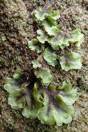 Marchantiales spec1 ? \ Thall&ouml;ses Lebermoos / Thallose Liverwort, F Turquestein-Blancrupt 5.6.2018